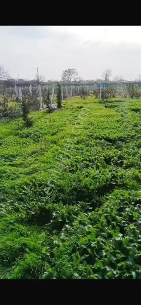 Sahibinden Kayabeylide Köyün Yanında 446 M