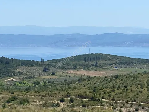 Sahibinden Armutlu Fıstıklı Yare 9.811 M2 Cevizlik
