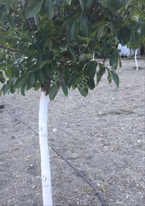 Sahibinden Ceviz Tarlası