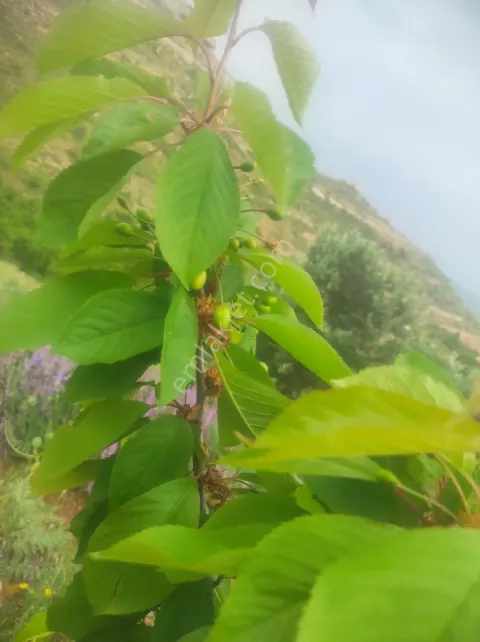 Sahibinden Fırsat Kiraz Ve Ceviz Bahçesi Kendi Suyu Var