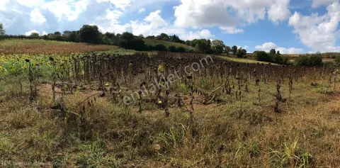 Sahibinden Kaynarca Şeyhtimarında İmara Sıfır Tarla
