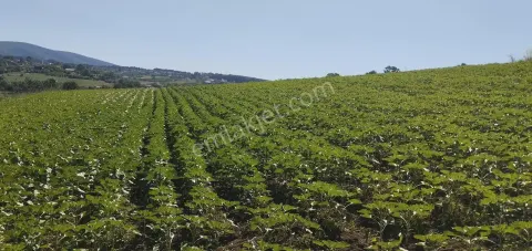Sahibinden Kaynarca Kızılcaali’de Doğa Manzaralı 6280 M² Satılık Tarla