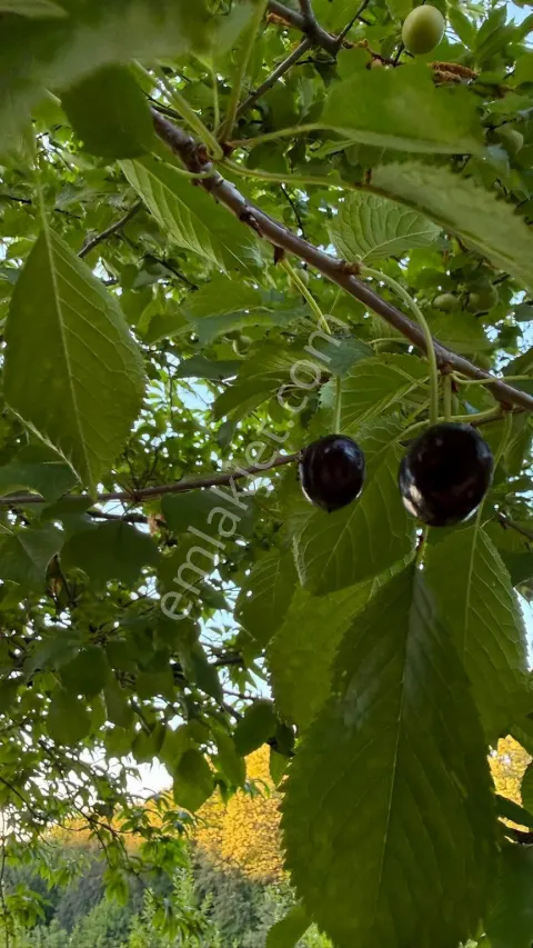Sahibinden. Yolu Ve Suyu Var.