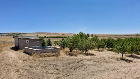 Sahibinden 16 Dönüm Satılık Ceviz Bahçesi