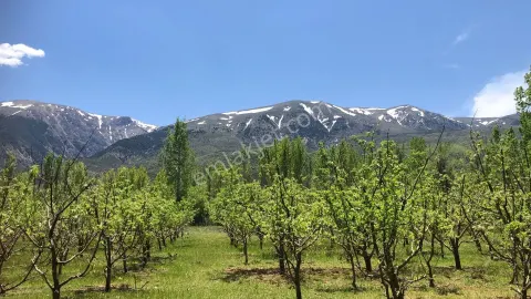 Sahibinden ''cennetten Bir Köşe, Elma Bahçesi'' 6.220mt2 !!kelepir Fiyata!!