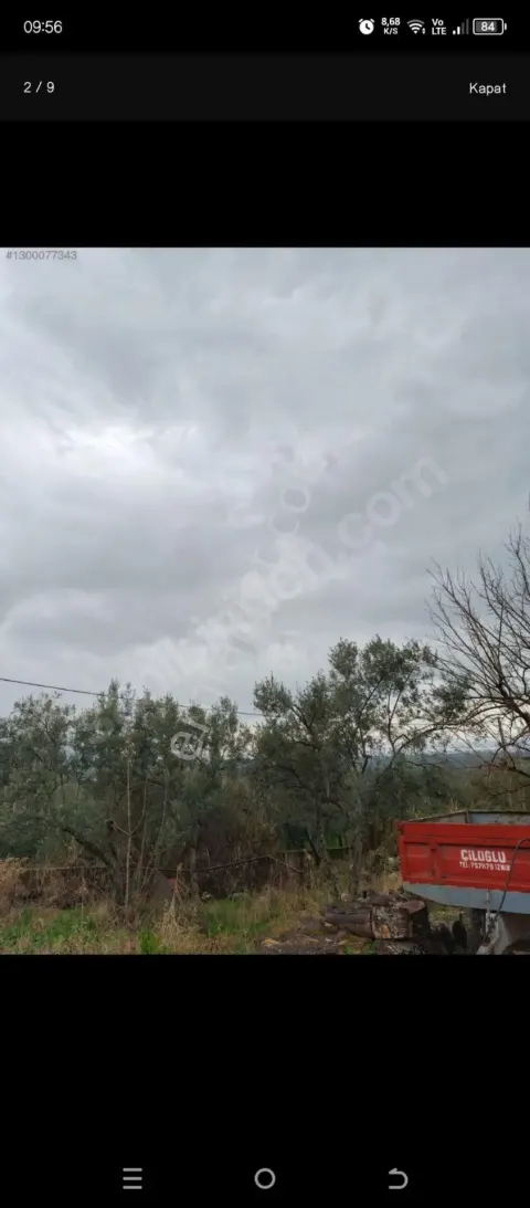 Sahibinden Orhangazi Heceler Tek Tapu Göl Manzaralı Zeytinlik