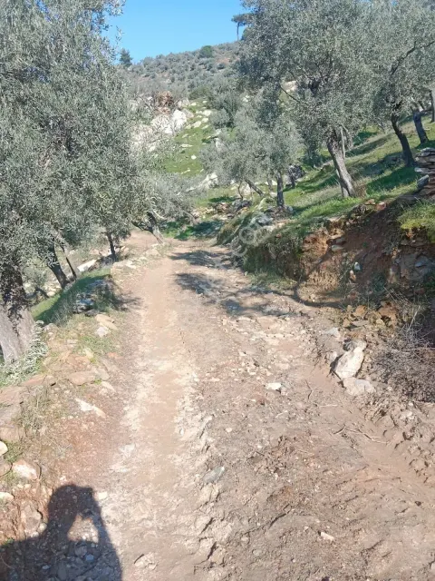 Sahibinden Uygun Fiyata Kelepir Zeytinlik