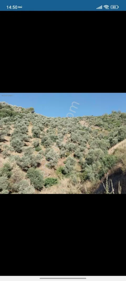 Sahibinden İzmir Bayındırda Acil Satılık Zeytinlik