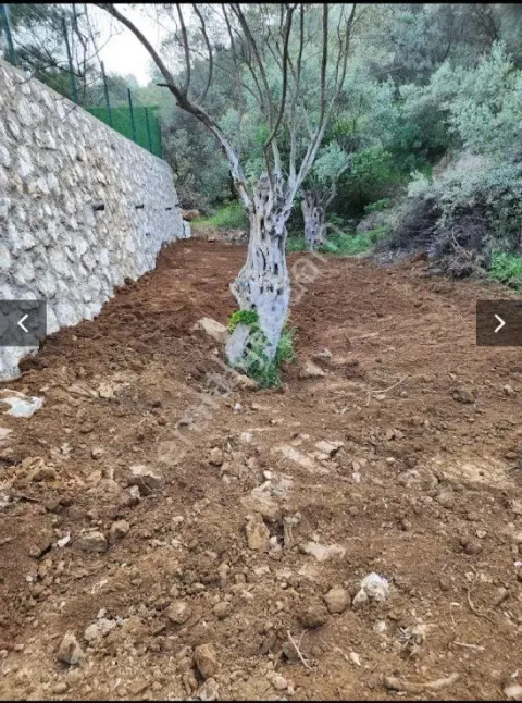 Sahibinden 2353m2 Satılık Bakımsız Zeytinlik Torbalı Dirmil İzmir