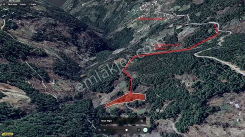 Sahibinden Aydın Efelerde Doğa İle İç İçe Yetişkin Ağaçlı Verimli Satılık Kestanelik Ve Cevizlik