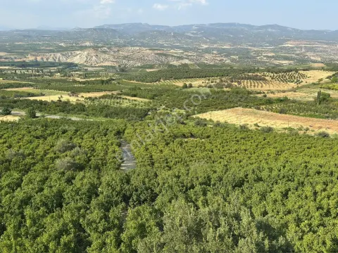 Sahibinden 41 Dönüm Anayol Kenarı Verimli Kayısı Bahçesi
