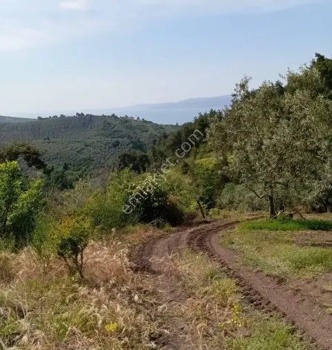 Sahibinden Gündoğdu'da Deniz Manzaralı 1.5 Dönüm Tek Tapu Zeytin