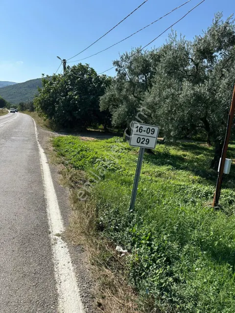 Sahibinden İznik Mustafalı Da 13 Ağaç Bakımlı Zeytinlik Göle 400mt