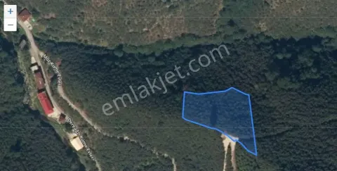 Sahibinden Giresun Tirebolu"da 3054m2 Yolu Olan Fındık Bahçesi