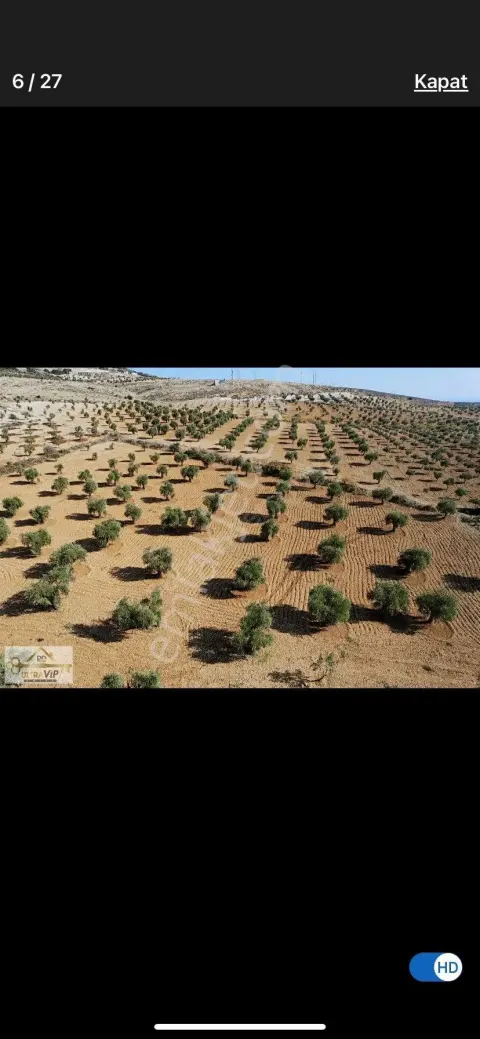 Sahibinden Akpınar Mesıre Alana Cıvarı Yenı Hastaneye Ikı Km 6.408 Dönüm 60 Agac Yerlı Zeytın