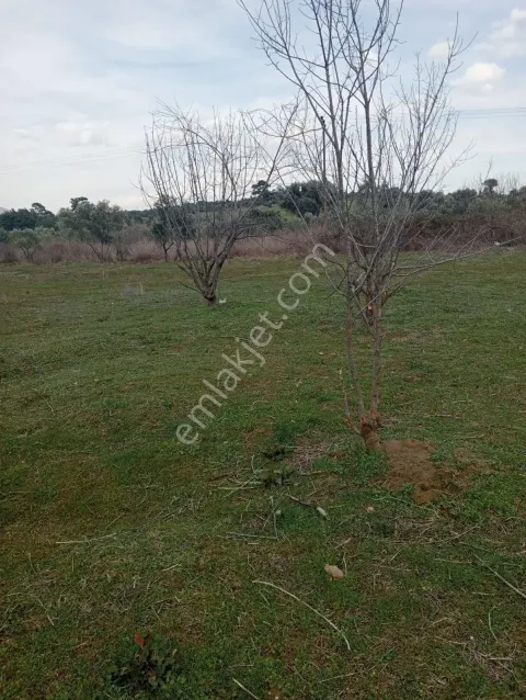Sahibinden Kemalpaşa Yukarı Kızılcada Satılık Arsa 12 Dönüm