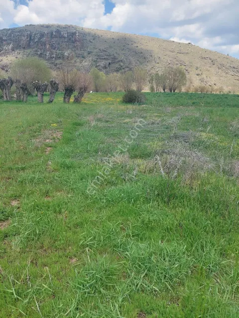 Sahibinden Şuhuta 3 Dakika Afyona 15 Dakika Mesafede Bulunan 1200 M2 Tarlamız Satılıktır