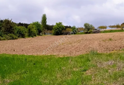 Sahibinden Bilecik Gölpazarı Armutçuk Köyü 7709m2