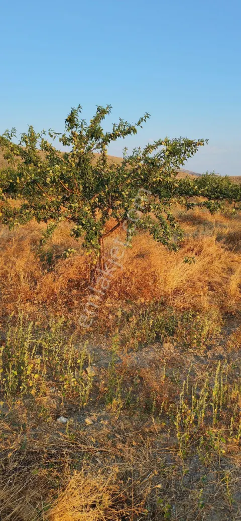 Sahibinden Badem Bahçesi