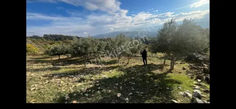 Sahibinden İzmir Kiraz Çayağzında Tek Tapu, Yatırımlık Tarla