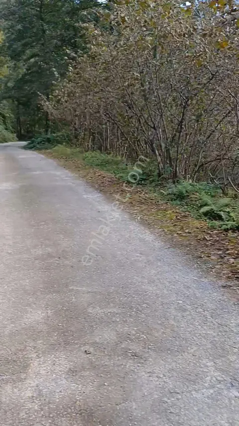 Sahibinden Giresun Görele'de Müstakil Tapulu Ana Yola Cephe 590 M2 Parsel.