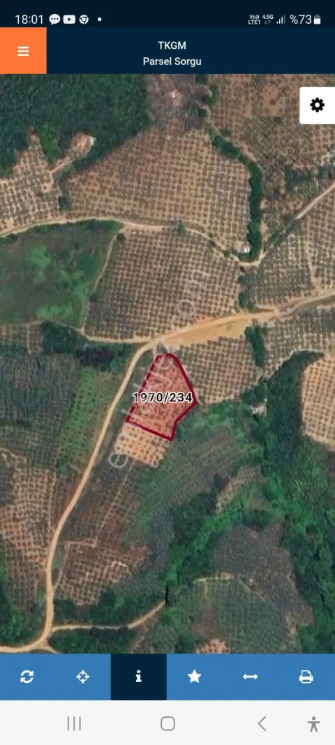 Sahibinden Bursa, Gemlik,umurbeyde Satilik Zeytinlik