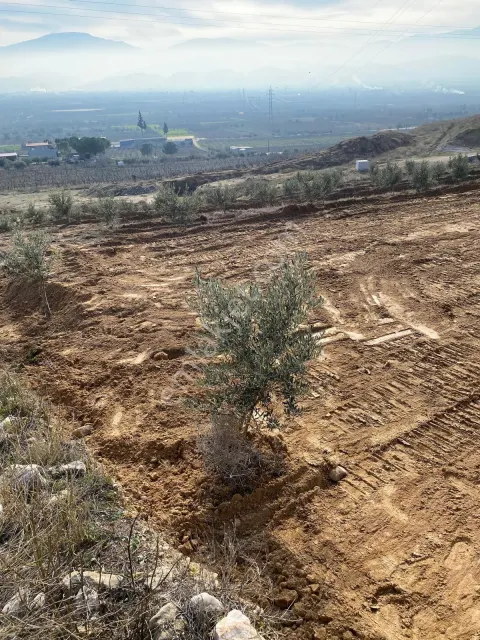 Sahibinden Alaşehir Toygar’da 3.3 Dönüm Manzaralı Zeytinlik