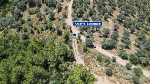 Sahibinden Seferihisar Orhanlı'da Satılık 8430 M² Zeytinlik