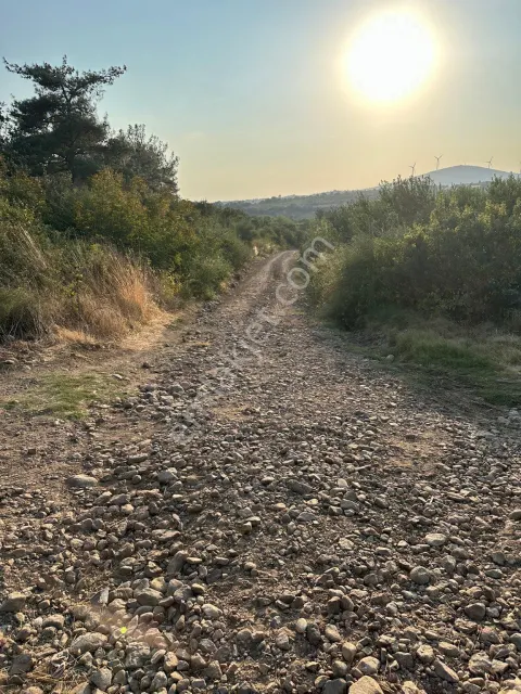 Sahibinden Kapalı Sistem Dibinde Ceviz Ve Trabzon Hurması Tarlam Satılık