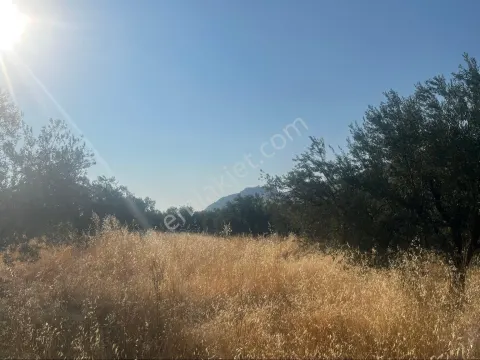 Sahibinden Satılık Tarla Zeytinlik