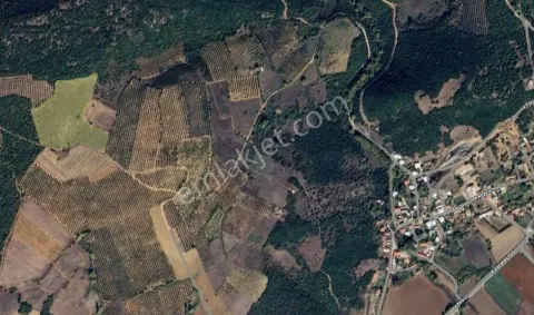Sahibinden Bursa Akçasusurluk Köyün De Satılık Zeytinlik