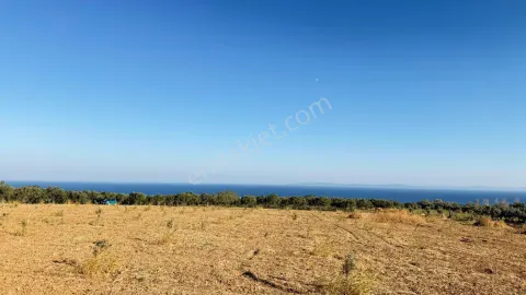 Sahibinden Zeytin Fşdanlığı