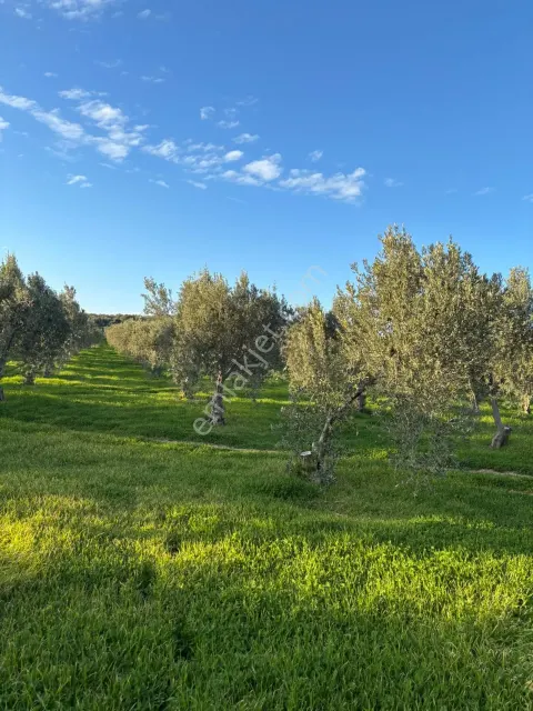 Sahibinden Satılık Zeytinlik