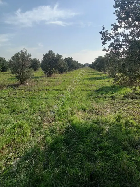 Satılık Zeytinlik - Sahibinden