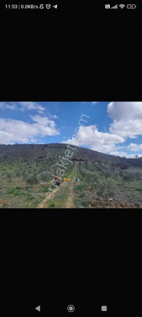 Sahibinden Sahıbınden Satılık Kızılavluda Zeytınlık