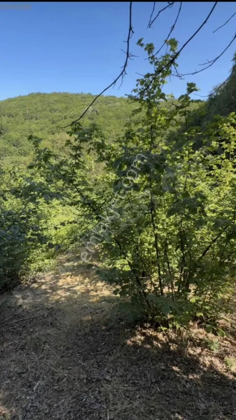 Sahibinden Acil Satılık (emsallerinin Çok Altında)1.513m² Tarla