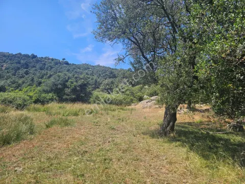 Sahibinden Çanakkale Ezine Yavaşlar'da 16.900 M² Müstakil Tapulu Arsa
