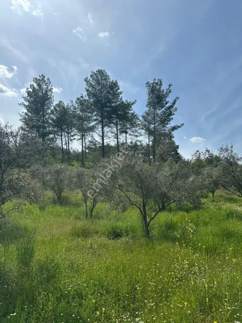 Sahibinden Satılık Zeytinlik
