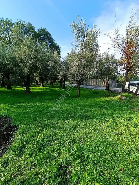 Sahibinden Yenigürlede İmarlı Projeli Göl Manzaralı Köşe Parsel 643m