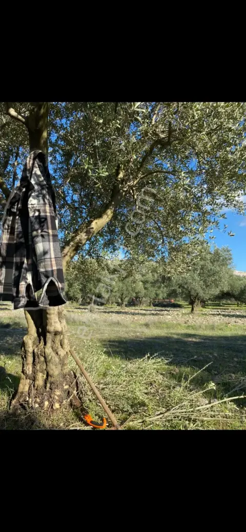 Sahibinden Yatırımlık Acil Zeytinlik