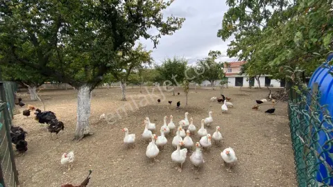 Sahibinden Silivri Çantaköy Balaban Mah İyi Konumda Net 1000 Metrekare Arsa