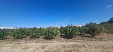 Sahibinden Acil Satılık Ana Yola Yakın Verimli Nar Tarlası