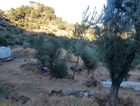 Sahibinden Bakımlı Tel İle Cevrili