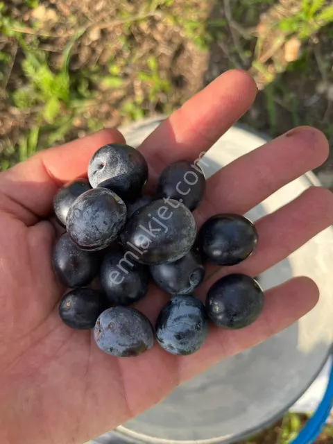 Sahibinden Menemen Türkelli Eski Foça Yolu Yakını Satılık 354 Metrekare Tarla