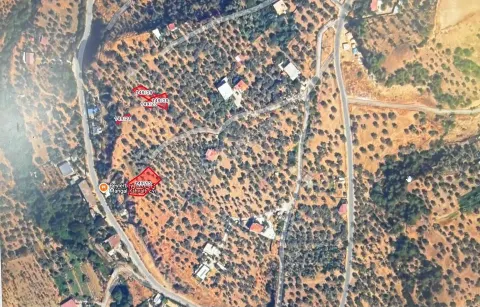 Sahibinden Aydın Konuklu Yatırımlık Satılık Zeytinlik
