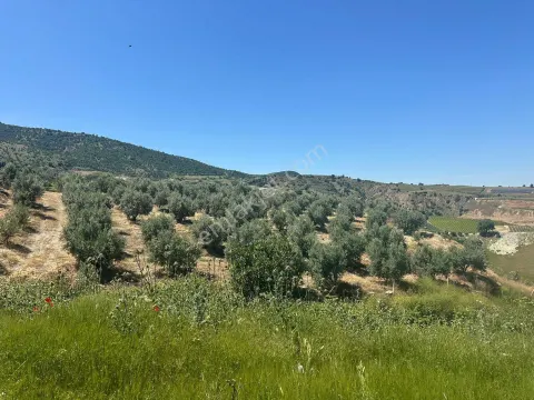 Sahibinden Manisa Narlıdere 12 Dönüm Satılık Zeytinlik
