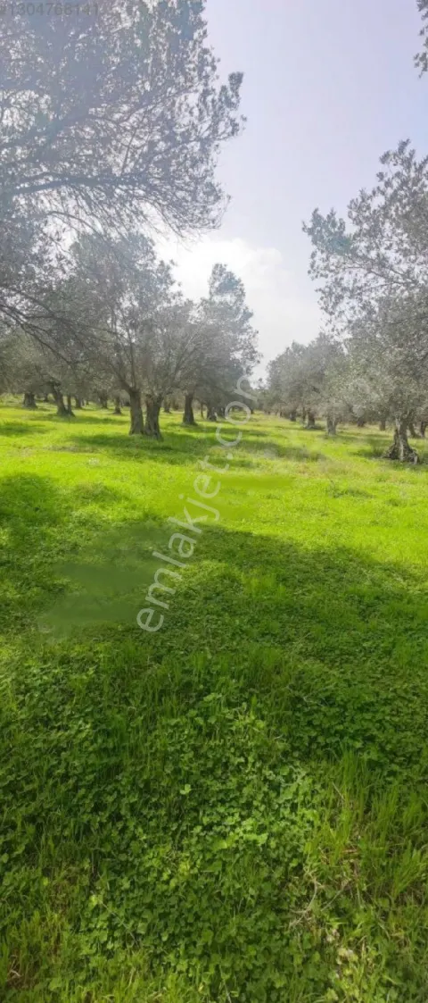 Sahibinden Balıkesir Havran Da Yola 200 Mt Zetinlik