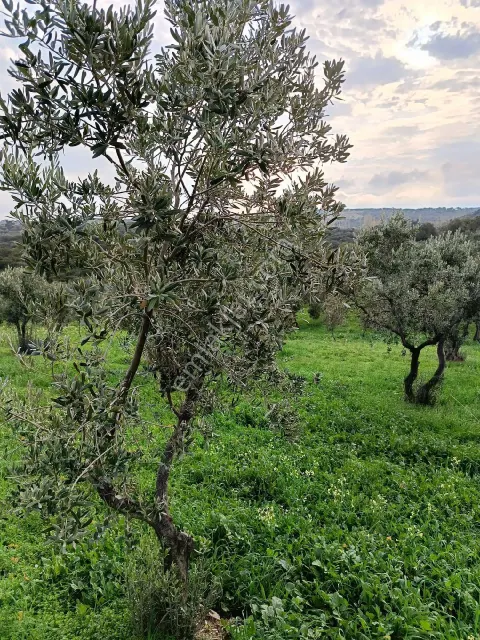 Sahibinden Zeytinlik Yatırımlık