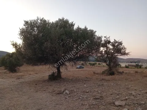 Sahibinden Foça Ilıpınarda Satılık Tarla Hissesi
