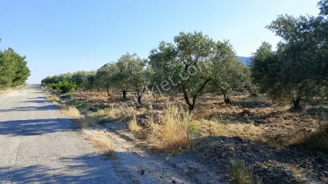 Sahibinden Asfalt Yol Yanı Zeytinlik